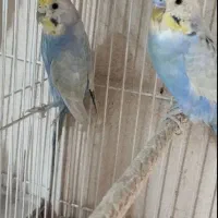 مرغ عشق رینبو اروجینال