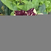 نیاز به کمک در امور