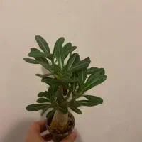 گل ادنیوم|گل و گیاه طبیعی|مشهد, شهید مطهری|دیوار