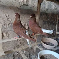 کبوتر دم سفید