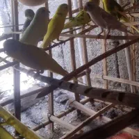 سلام دوستان|پرنده|ایرانشهر, |دیوار