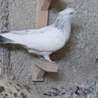 ماده سینه آبی|پرنده|شیراز, شیشه‌گری|دیوار