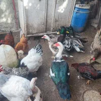 بوقلمون ،مرغ ،خروس،اردک و غاز|حیوانات مزرعه|اردبیل, |دیوار
