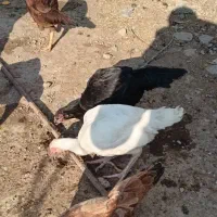 مرغ وخورس لاری