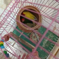 طوطی برزیلی جفت کار داده|پرنده|قزوین, |دیوار