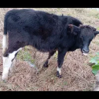 حیوانات مزرعه|حیوانات مزرعه|تالش, جوکندان|دیوار