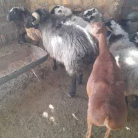 قوچ برزی سوز ملحه|حیوانات مزرعه|فسا, |دیوار