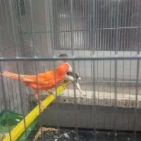 قناری قرمز ماده، طوسی ماده ، سیاه سفید نر مست|پرنده|اردبیل, |دیوار