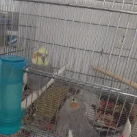 یک جفت عروس هلندی مولد سینامون|پرنده|اسلامآباد غرب, |دیوار