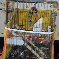 قفس طوطی  طلایی