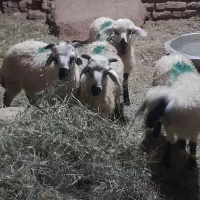 بره نر ماده