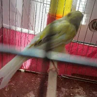 قناری نر بخون زردکشیده یه سرسوپر،سهره قناری پررنگ