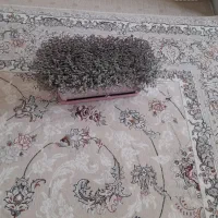 گل چمن عروس وسنگین زیبا