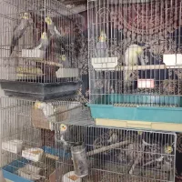 17 عروس هلندی بالغ مولد و تک