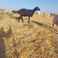 گوسفند