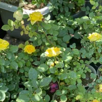 کاشت گل رز هلندی دایم گل|گل و گیاه طبیعی|تهران, شهرک دانشگاه|دیوار