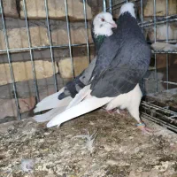 کبوتر|پرنده|سیرجان, |دیوار