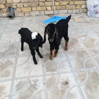 بره شیری|حیوانات مزرعه|کازرون, |دیوار