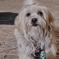 سگ خانگی|سگ|نجف‌آباد, کشاورز|دیوار