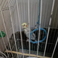 فروش عروس هلندی|پرنده|پاکدشت, پاکدشت (مامازند)|دیوار