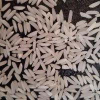 برنج طارم استخوانی