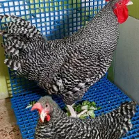 مرغ خروس آمروک اصل )رنگ کوکو (گل با قالی )|حیوانات مزرعه|قم, شهرک امام حسن|دیوار