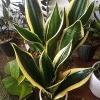 95 و95 و95 گلخونه گل|گل و گیاه طبیعی|سبزوار, امیریه|دیوار