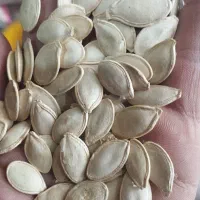 تخمه کدو بوجاری شده صدوسی کیلو تو پور