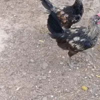 جوجه خروس محلی اصل