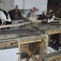 تخم مرغ نطفه دار گلین جوان|حیوانات مزرعه|اصفهان, شیخ طوسی|دیوار