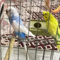 چند جفت مرغ عشق تخم گذار