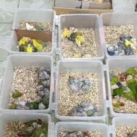 پرنده سرای علی