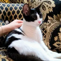 واگذاری  بچه گربه تاکسیدو باهوش|گربه|رشت, منظریه|دیوار