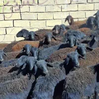 گوسفند افشاری و قزل|حیوانات مزرعه|بروجرد, |دیوار