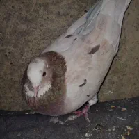 کفتر سرور نر