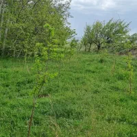 زمین باغ دیزج لیلی خانی