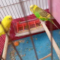 مرغ عشق جفت|پرنده|شیراز, کوزه گری|دیوار