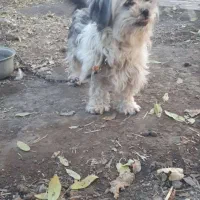 سگ ماده تریر|سگ|محمدیه-قزوین, |دیوار