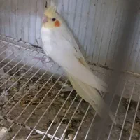 جوجه عروس و مرغ عشق مناسب