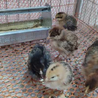 جوجه کردی و برهما پا پر