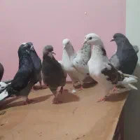 کفتر|پرنده|شهر ری, فیروزآبادی|دیوار