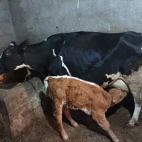 گاو شیری هلشتاین به همراه گوساله ماده سیمینتال|حیوانات مزرعه|ایجرود, |دیوار