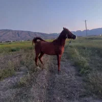 اسب مادیان