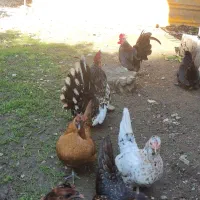 مرغ و خروس چینی خیلی قشنگ و سالم رامسر سادات شهر