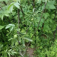 نهال گردو پربار اصلاح شده|خدمات باغبانی و درختکاری|بره‌سر, |دیوار