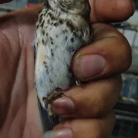 چندتا جوجه سهره نشوندار