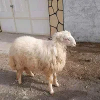 بره قوچی سنجابی