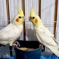 عروس هلندی و مرغ عشق|پرنده|اردبیل, |دیوار