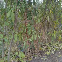 نهال بادام پیوندی|خدمات باغبانی و درختکاری|ملکان, |دیوار