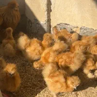 مرغ خروس جوجه ابریشمی کوپال بوف|حیوانات مزرعه|ورامین, شهرک فاطمیه|دیوار